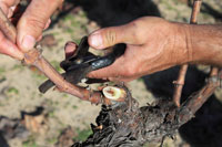 Grape vines can be pruned any time during the dormant season. Do some pruning now if you want to use vines for wreath making.